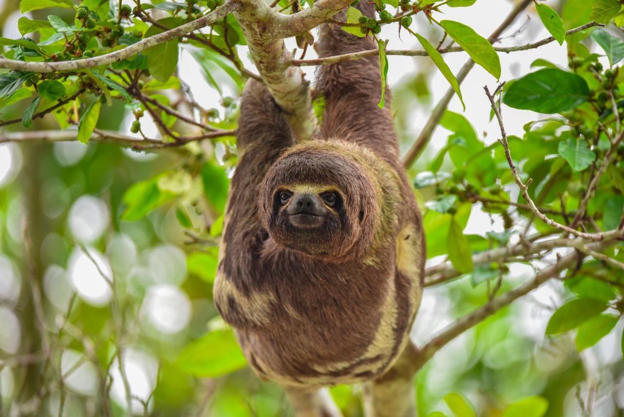 Amazon Muyuna Lodge Paraíso Eksteriør billede