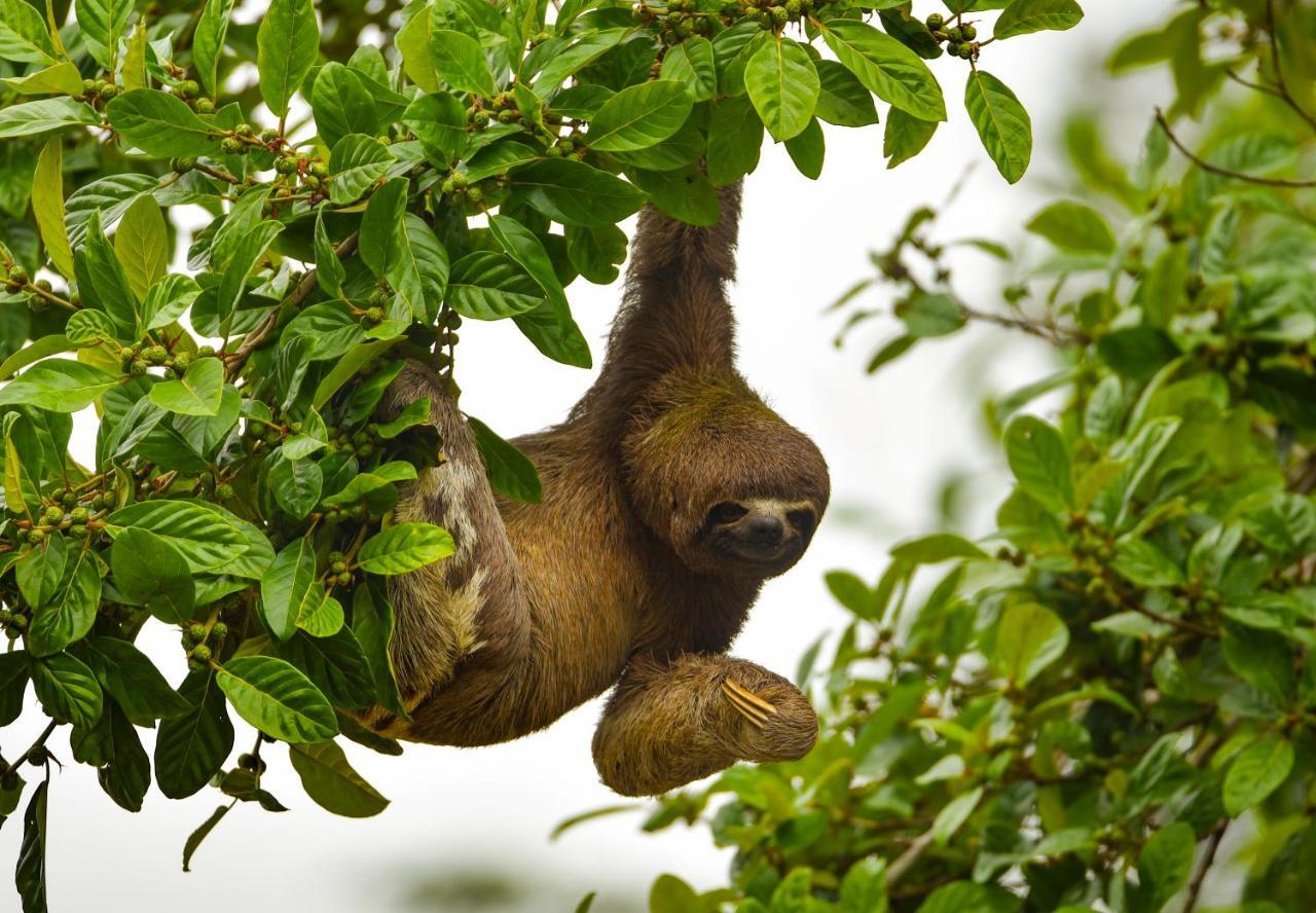 Amazon Muyuna Lodge Paraíso Eksteriør billede