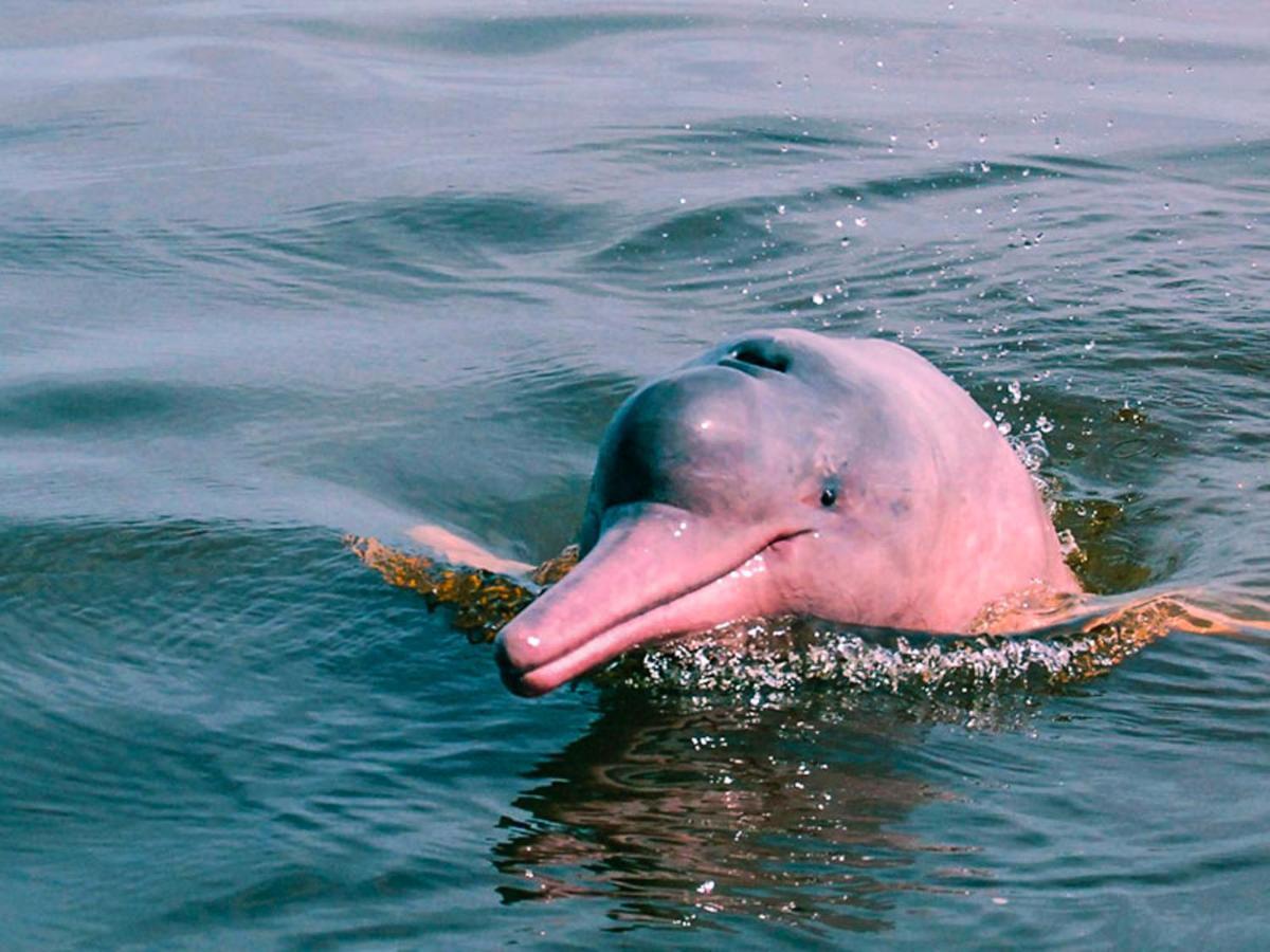 Amazon Muyuna Lodge Paraíso Eksteriør billede