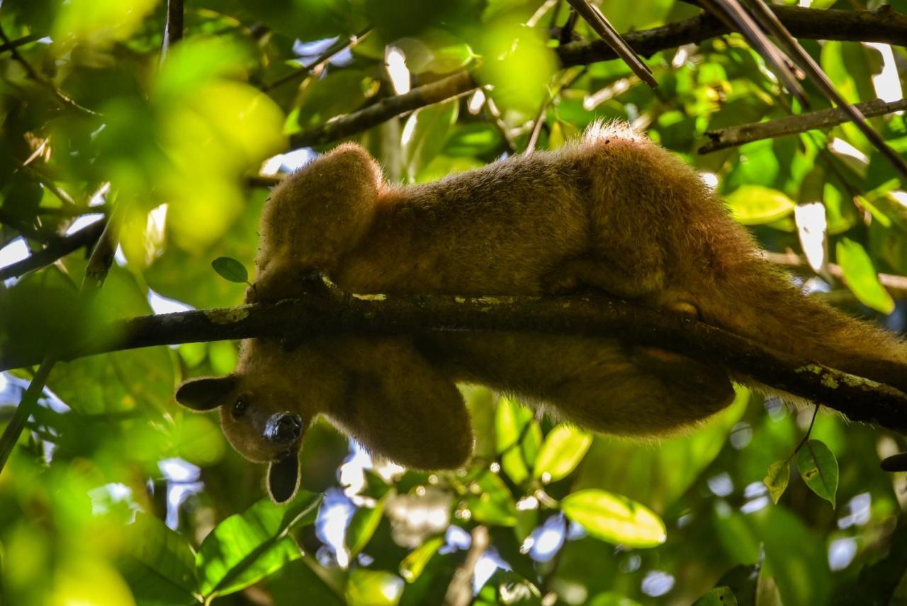 Amazon Muyuna Lodge Paraíso Eksteriør billede