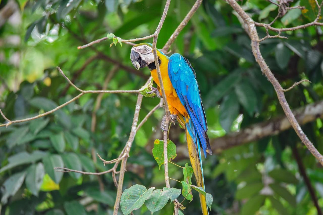 Amazon Muyuna Lodge Paraíso Eksteriør billede