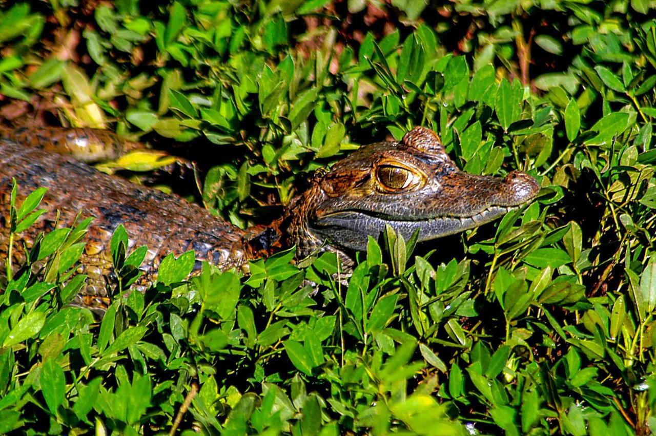 Amazon Muyuna Lodge Paraíso Eksteriør billede