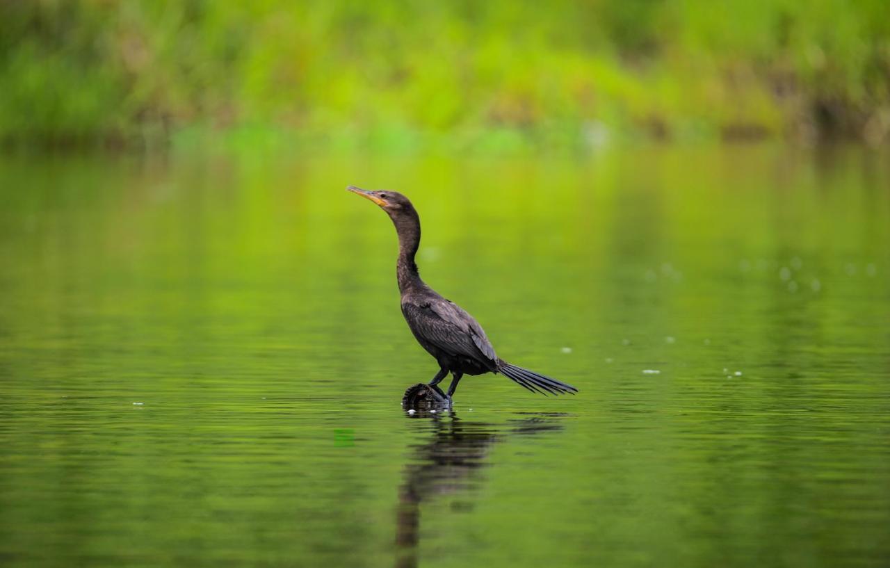 Amazon Muyuna Lodge Paraíso Eksteriør billede