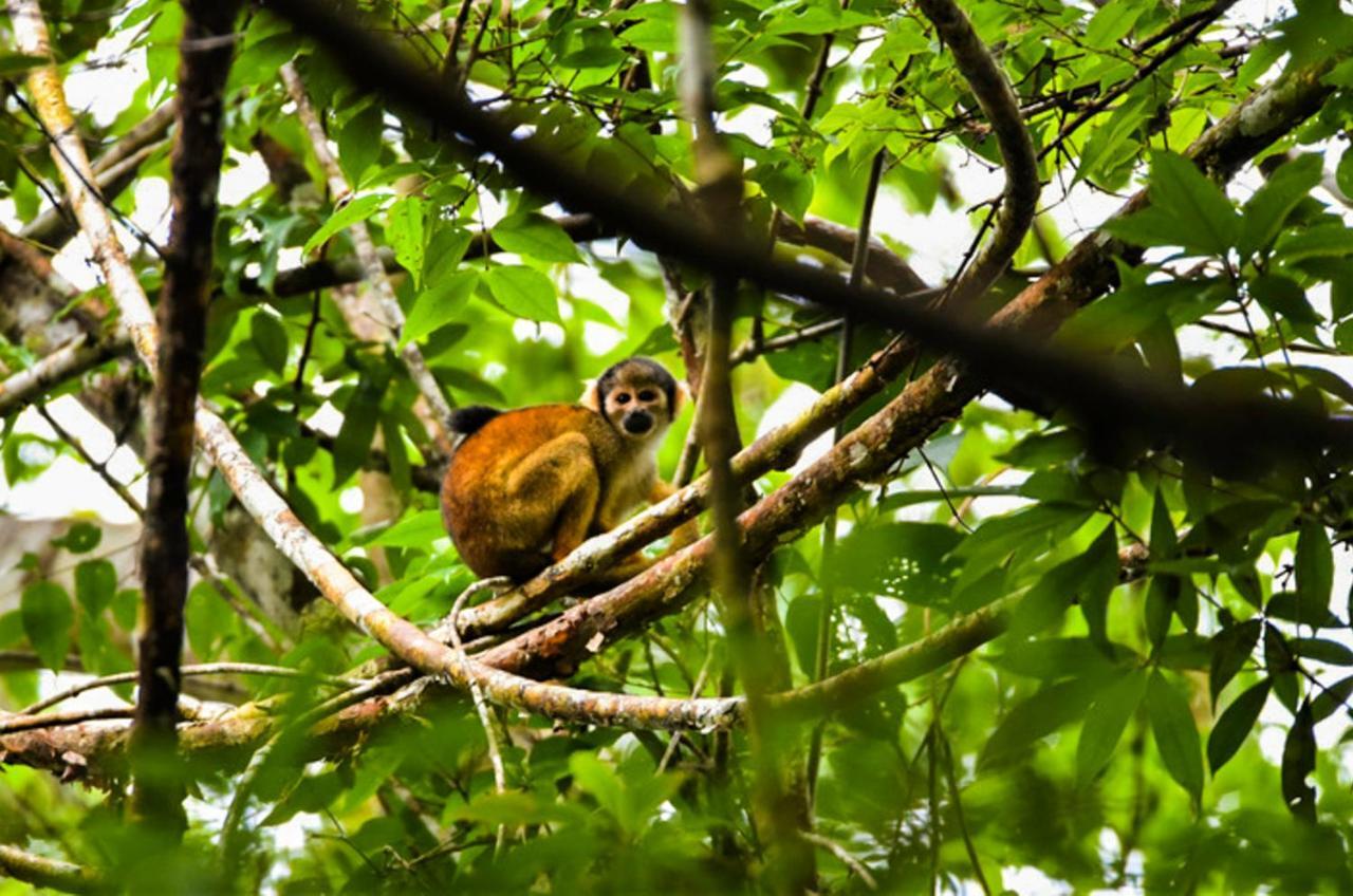 Amazon Muyuna Lodge Paraíso Eksteriør billede