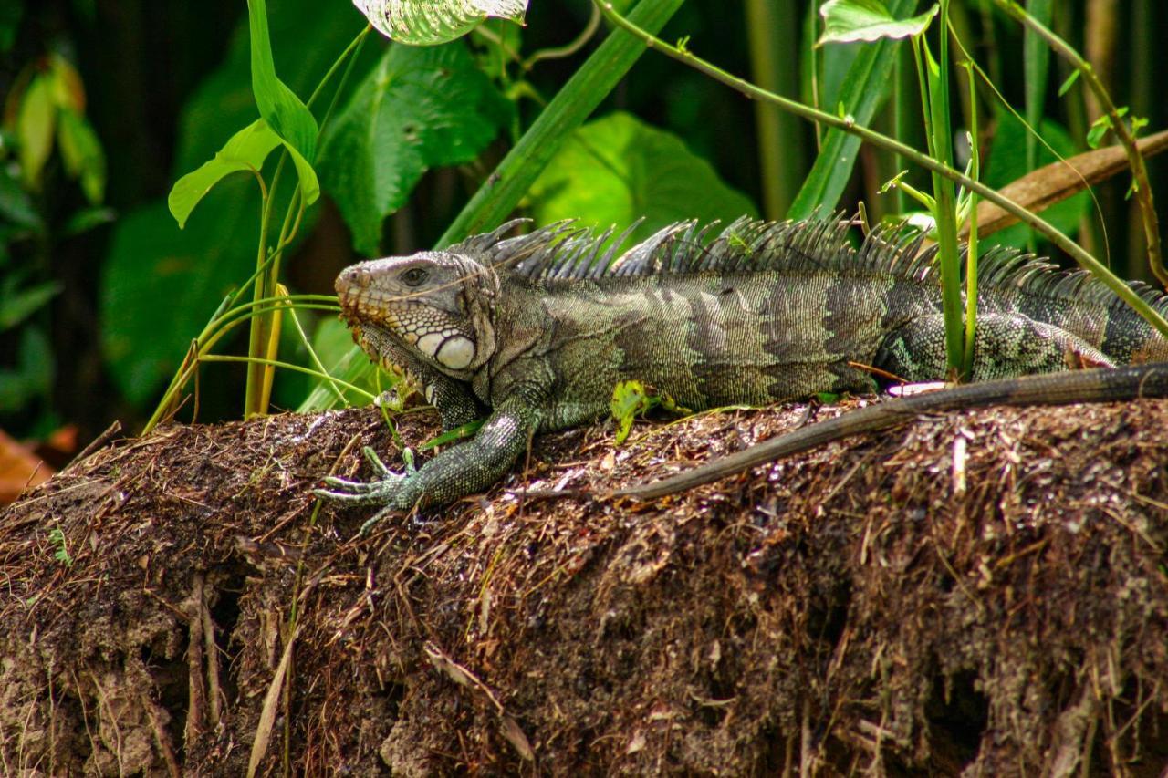 Amazon Muyuna Lodge Paraíso Eksteriør billede