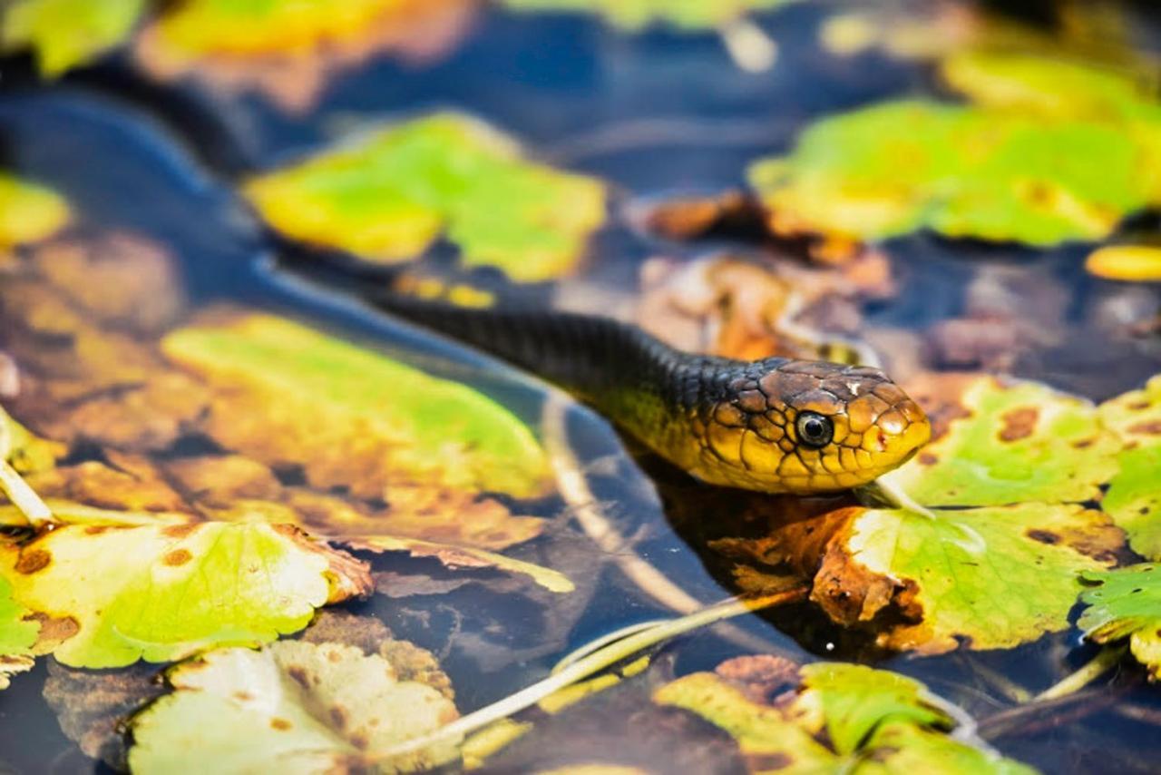 Amazon Muyuna Lodge Paraíso Eksteriør billede