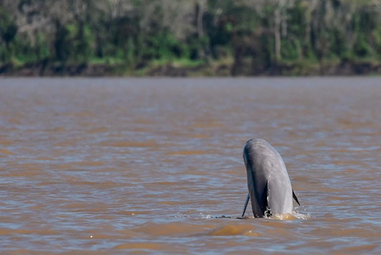 Amazon Muyuna Lodge Paraíso Eksteriør billede