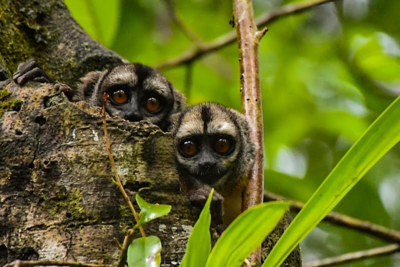 Amazon Muyuna Lodge Paraíso Eksteriør billede