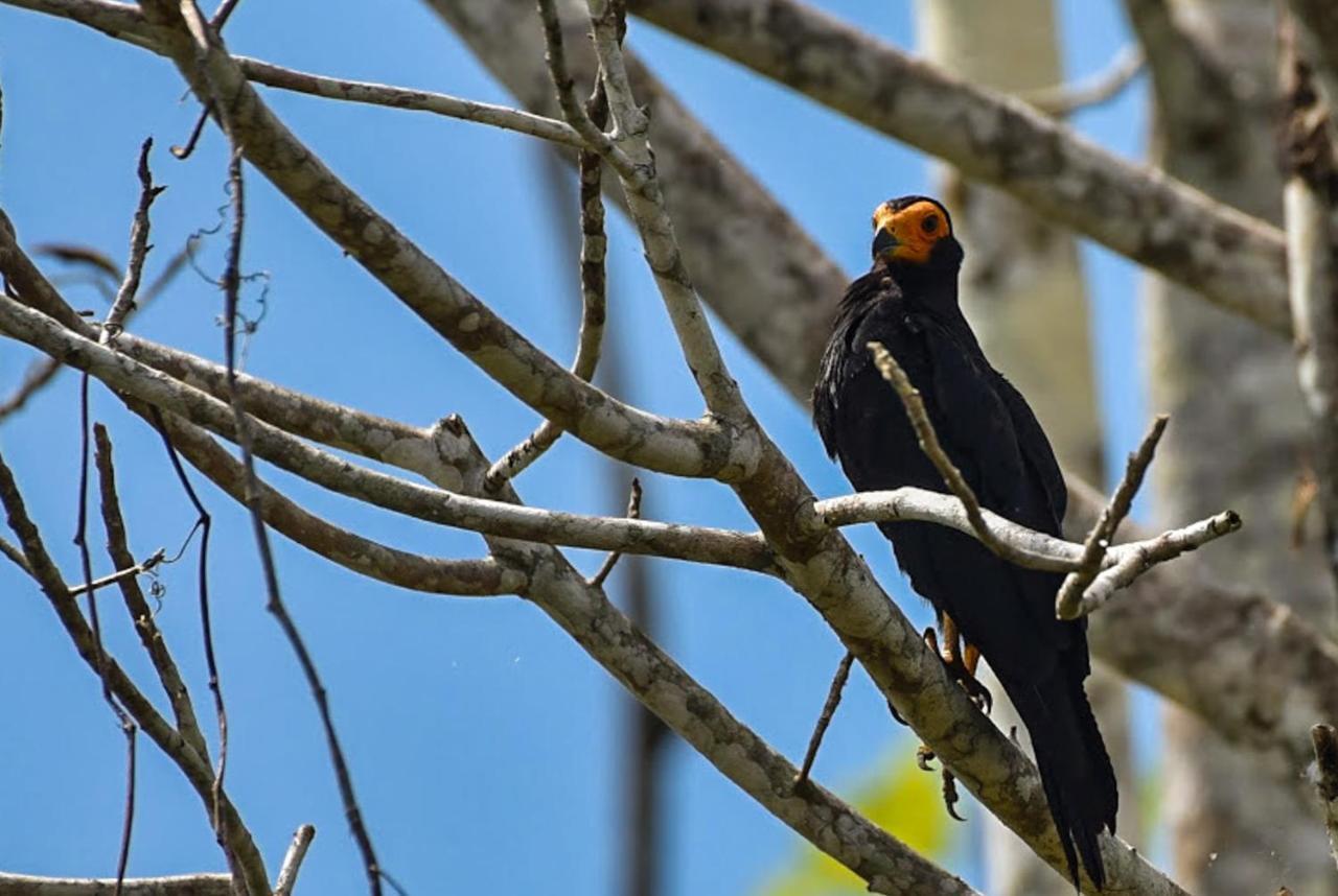 Amazon Muyuna Lodge Paraíso Eksteriør billede