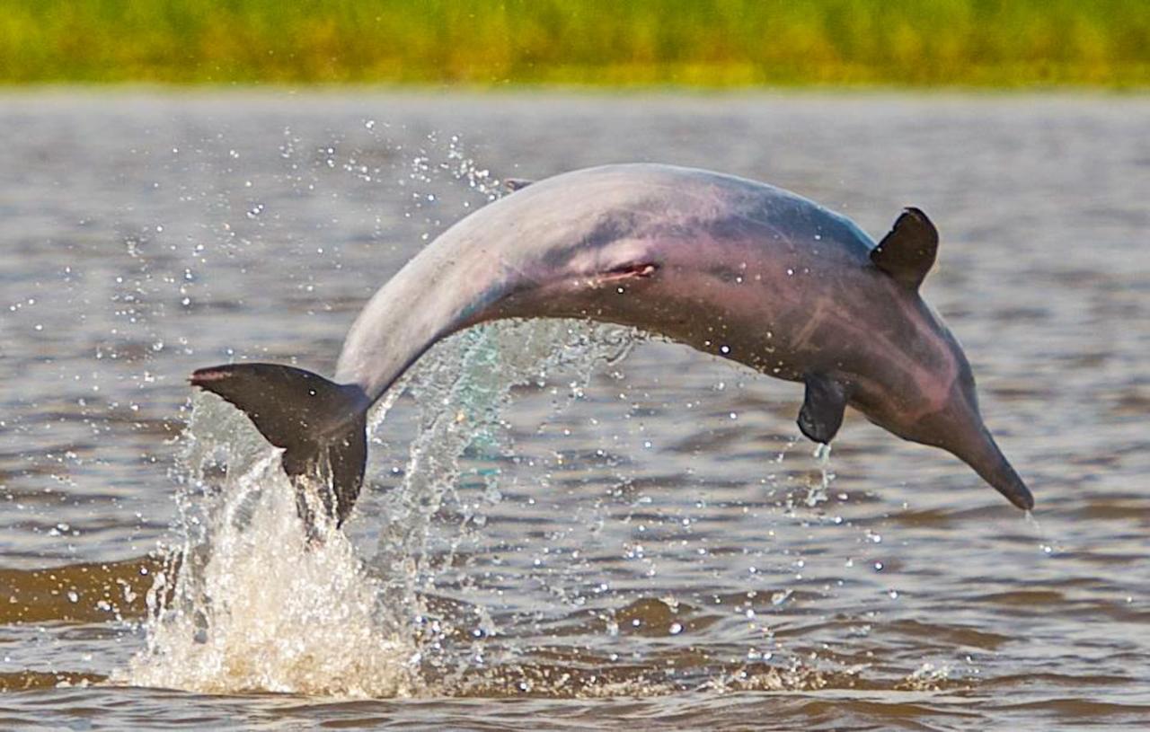 Amazon Muyuna Lodge Paraíso Eksteriør billede