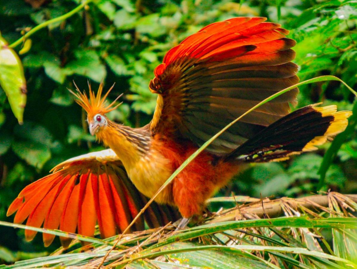 Amazon Muyuna Lodge Paraíso Eksteriør billede
