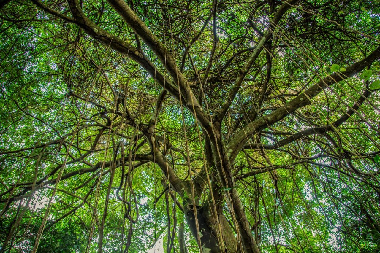 Amazon Muyuna Lodge Paraíso Eksteriør billede