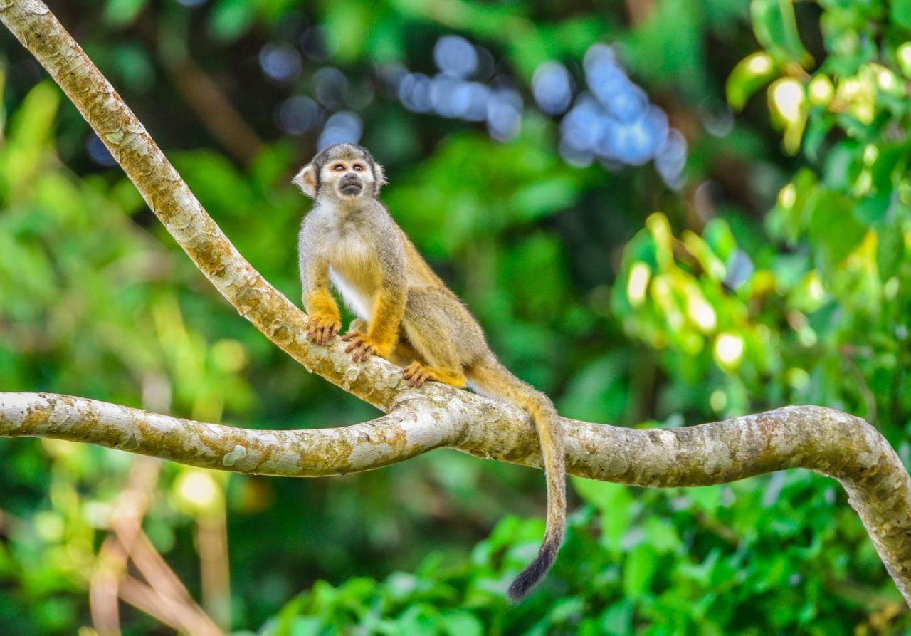 Amazon Muyuna Lodge Paraíso Eksteriør billede